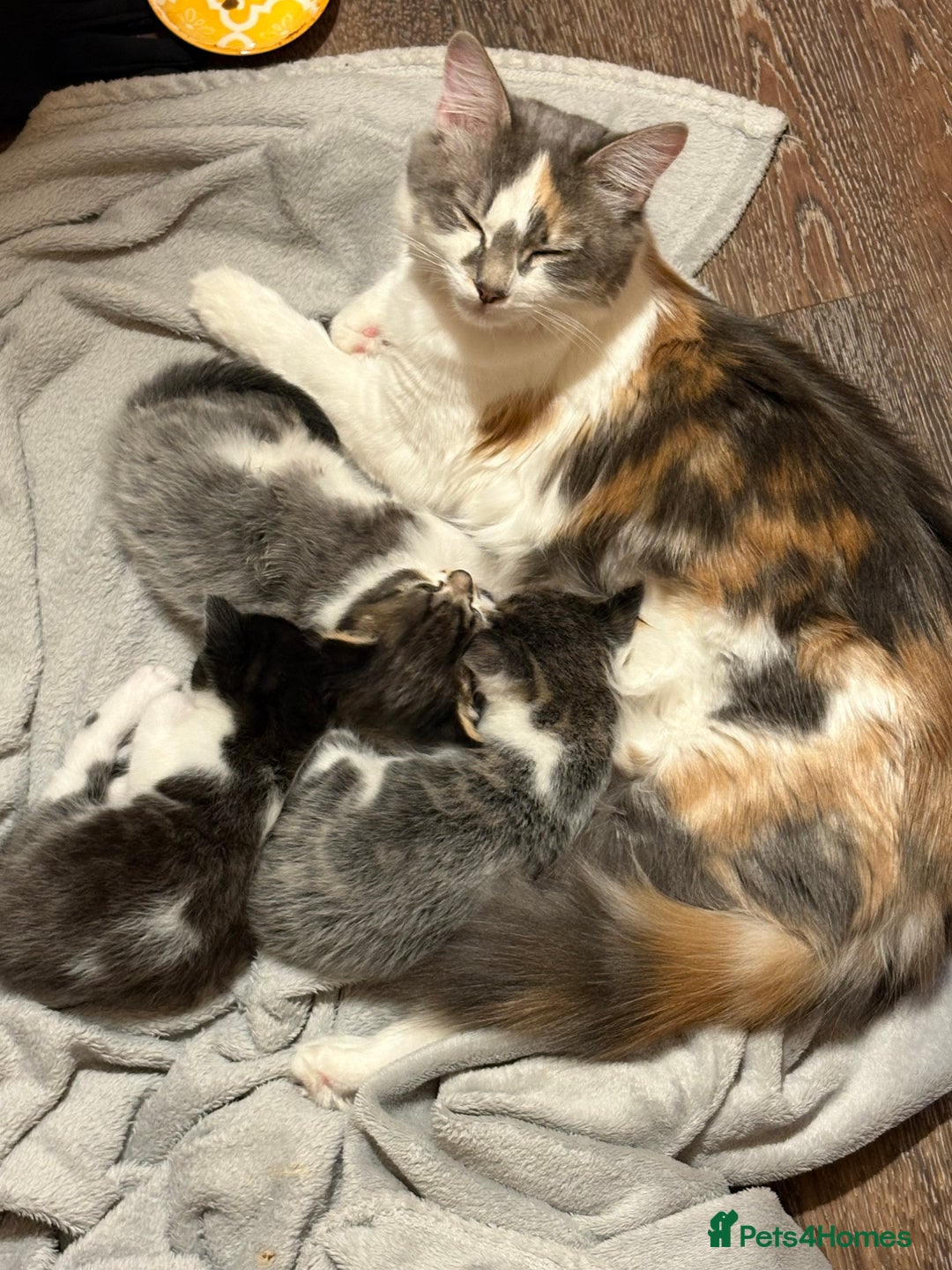 Mixed Breed cats for sale: 2 beautiful Kittens, 1 boy  1 girl - Advert 15