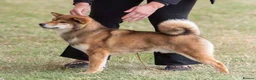 Japanese Shiba Inu dogs for sale: KC Registered Shiba Inu Male Puppy  - Advert 6