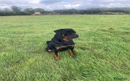 Mixed Breed dogs for sale: Vizsla/rottweiler - Image 14