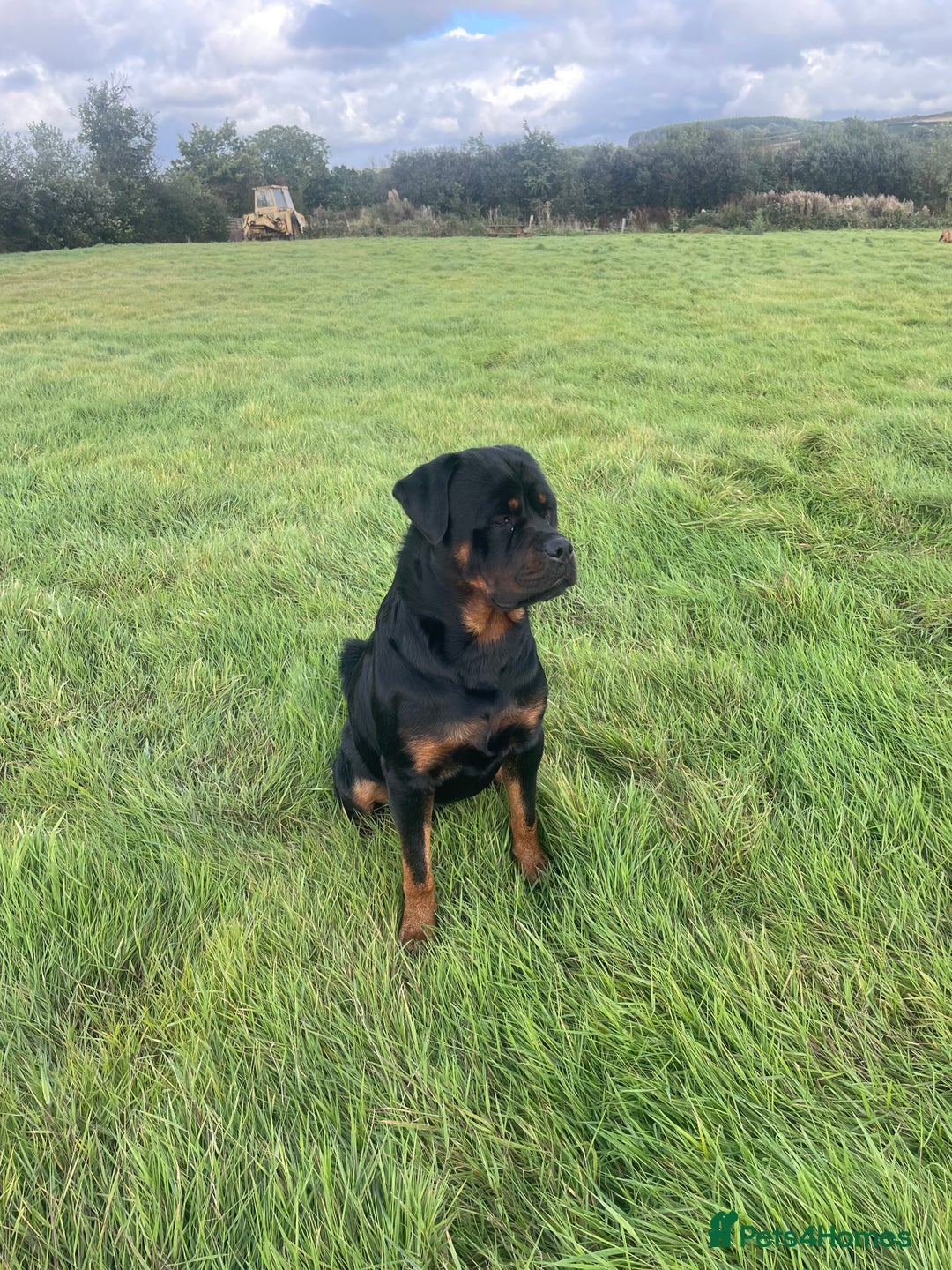 Mixed Breed dogs for sale: Vizsla/rottweiler - Image 14