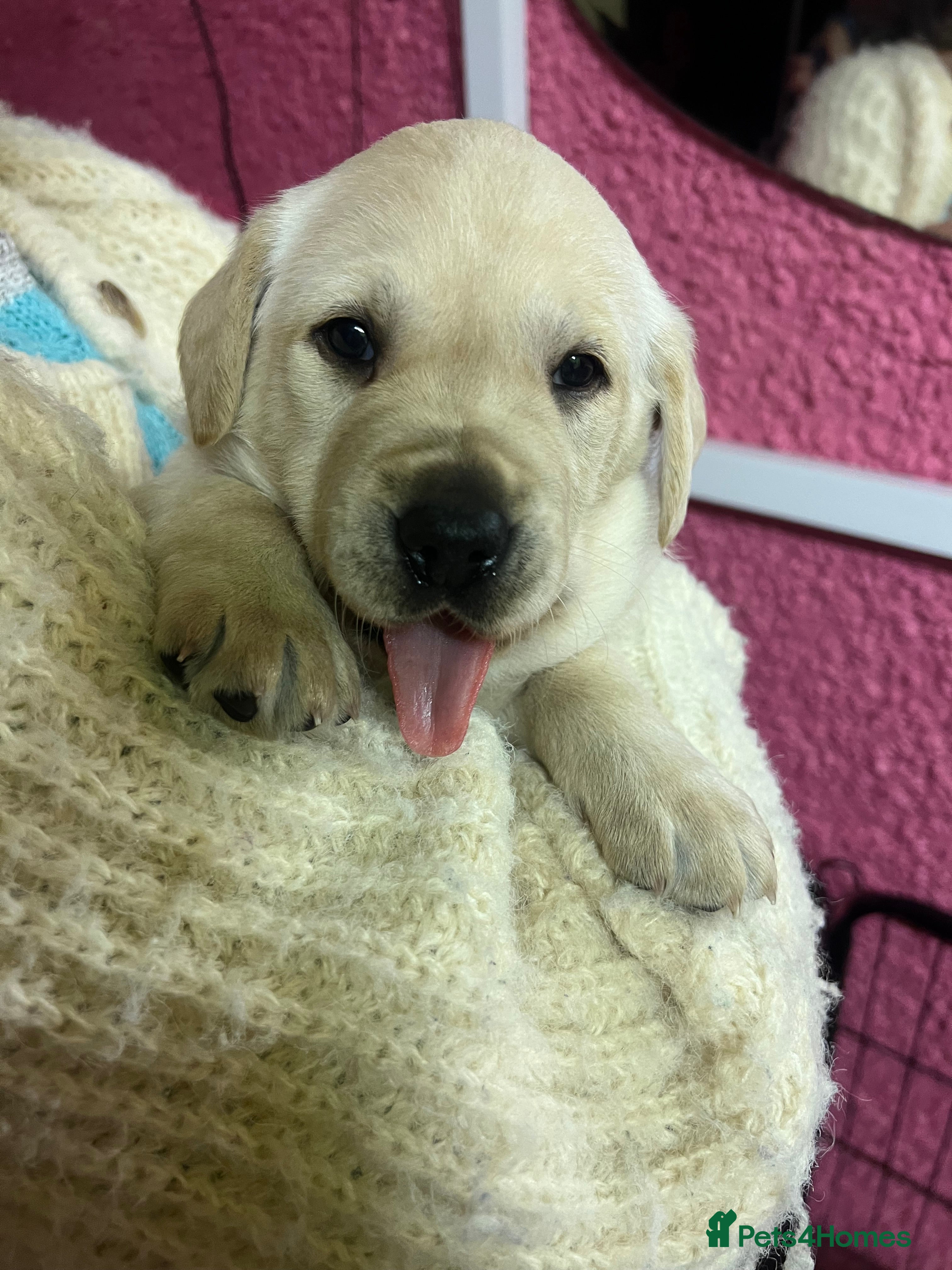 Labrador Retriever dogs KC Registered Royal Bloodline Puppies - Advert 3