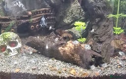 Cichlids fish for sale: Polar parrot fish  - Image 2