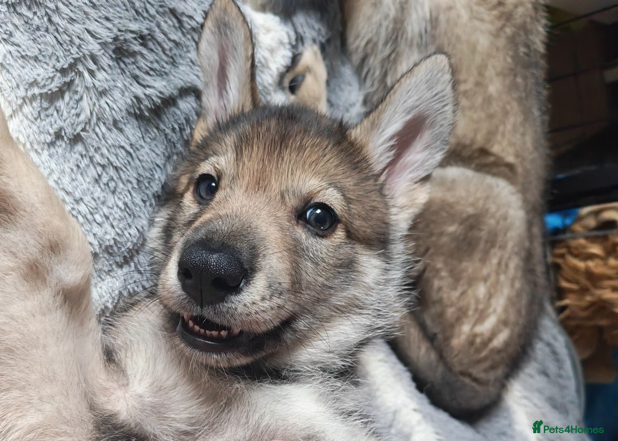 Mixed Breed dogs Northern Inuit Puppy outcross litter  - Advert 13