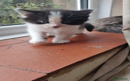 Mixed Breed cats for sale: Stunning long hair kittens for sale - Image 19