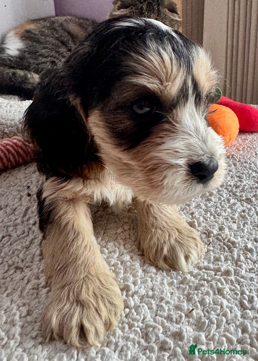 Cockapoo dogs for sale: Stunning show type cockapoo puppies  - Image 8