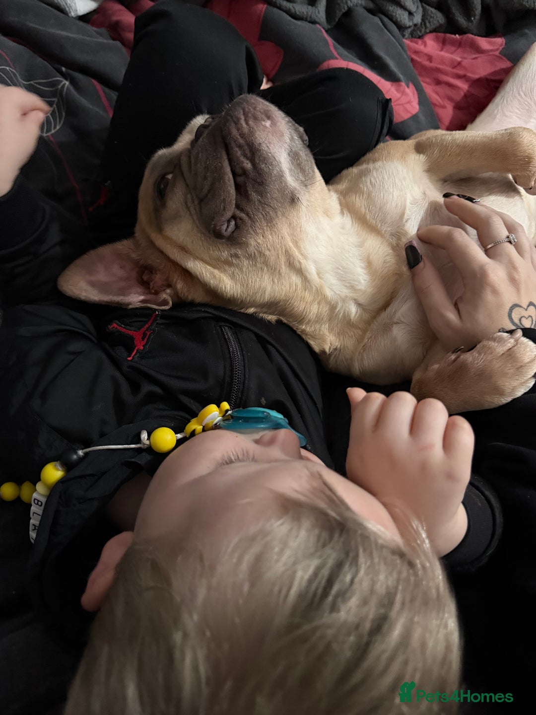 French Bulldog dogs for sale: French bulldog  - Advert 7