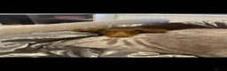 Miniature Dachshund dogs for sale: Miniature long haired dachshund pups  - Advert 4