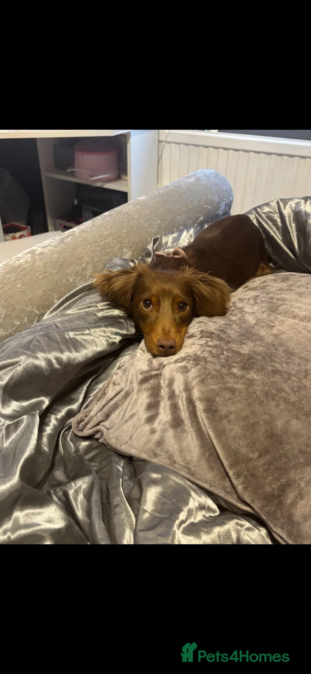 Miniature Dachshund dogs for sale: Miniature long haired dachshund pups  - Advert 4