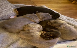 French Bulldog dogs for sale: Exclusive French Bulldog Puppies - Image 19