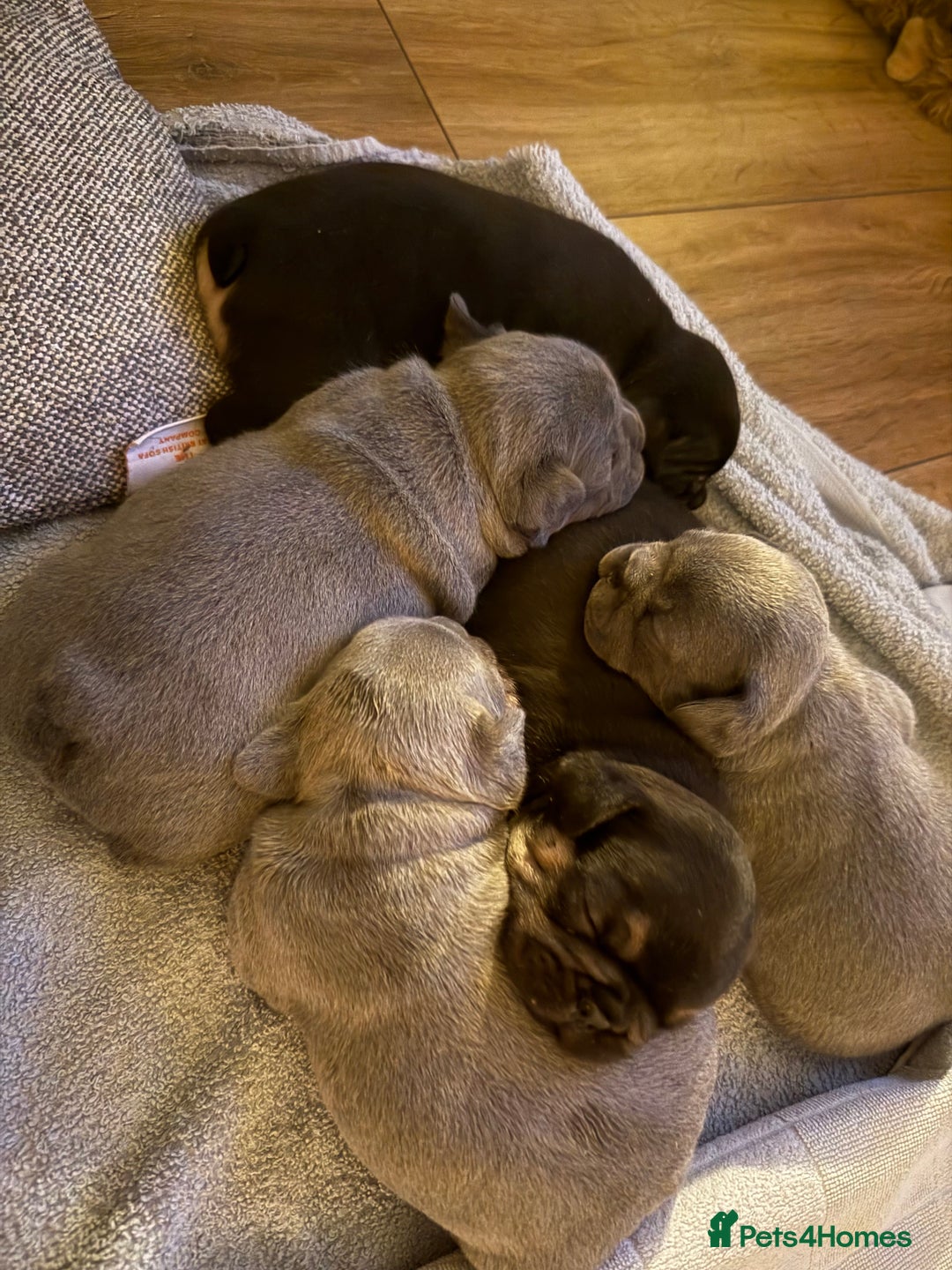 French Bulldog dogs for sale: Exclusive French Bulldog Puppies - Image 19