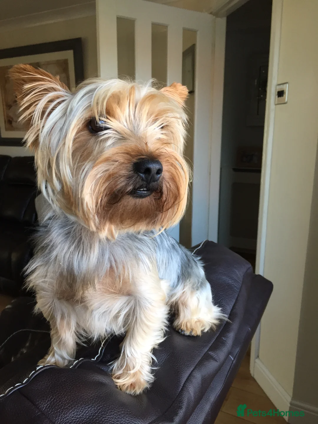 Yorkshire Terrier dogs for stud: Yorkshire Terrier for stud in Sunderland - Advert 2
