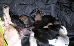 Mixed Breed dogs for sale: Springer x Cockerpoo Pups - Image 5