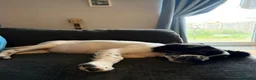 Mixed Breed dogs for sale: Loki! in Havant - Advert 5