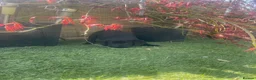 Labrador Retriever dogs for sale: Health Checked Purebred Labrador Puppies - Advert 7