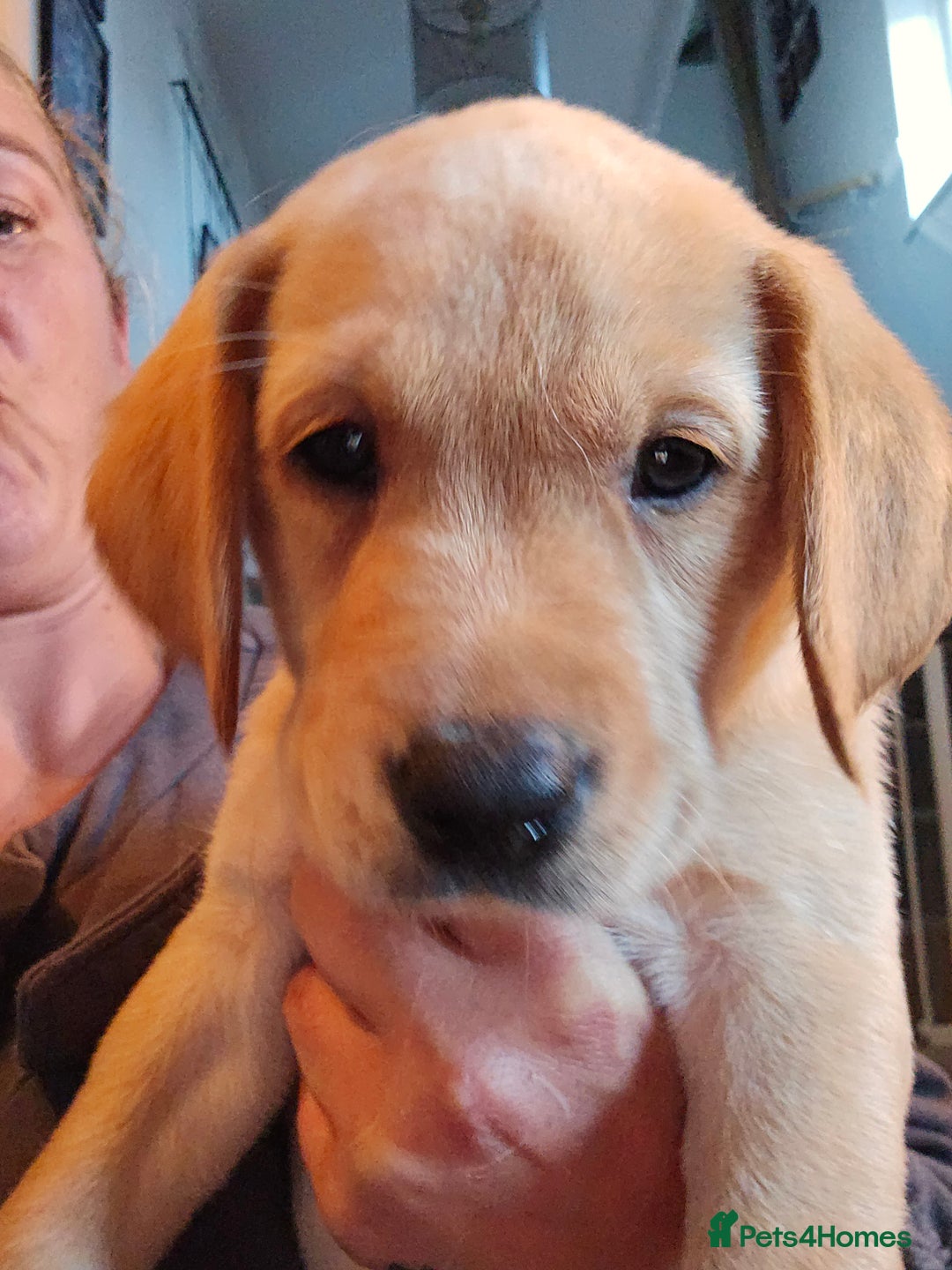 Labrador Retriever dogs for sale: Ready now ***Kc registered labrador retrievers  - Image 4
