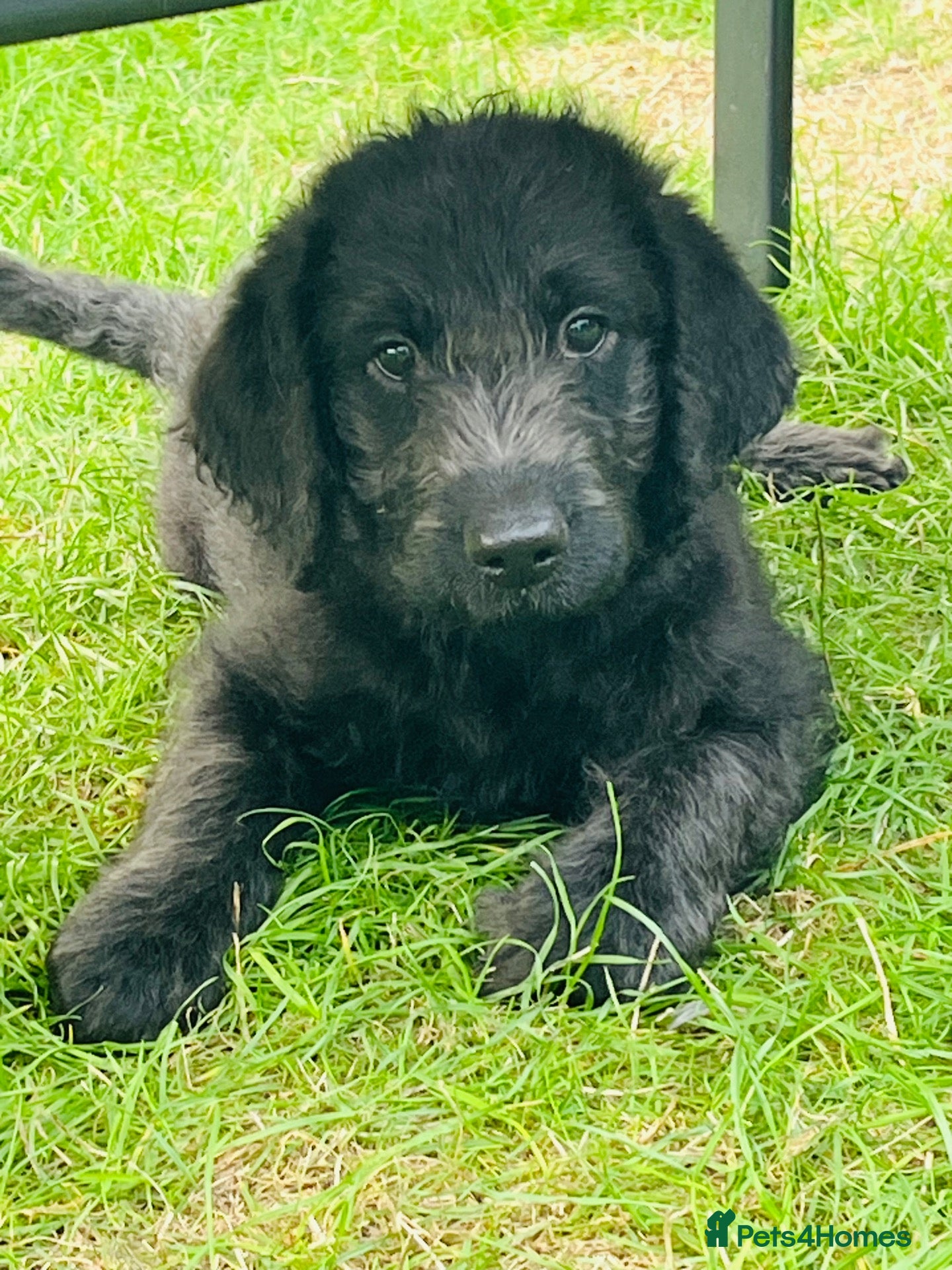 Labradoodle dogs Stunning labradoodle pups  - Advert 2