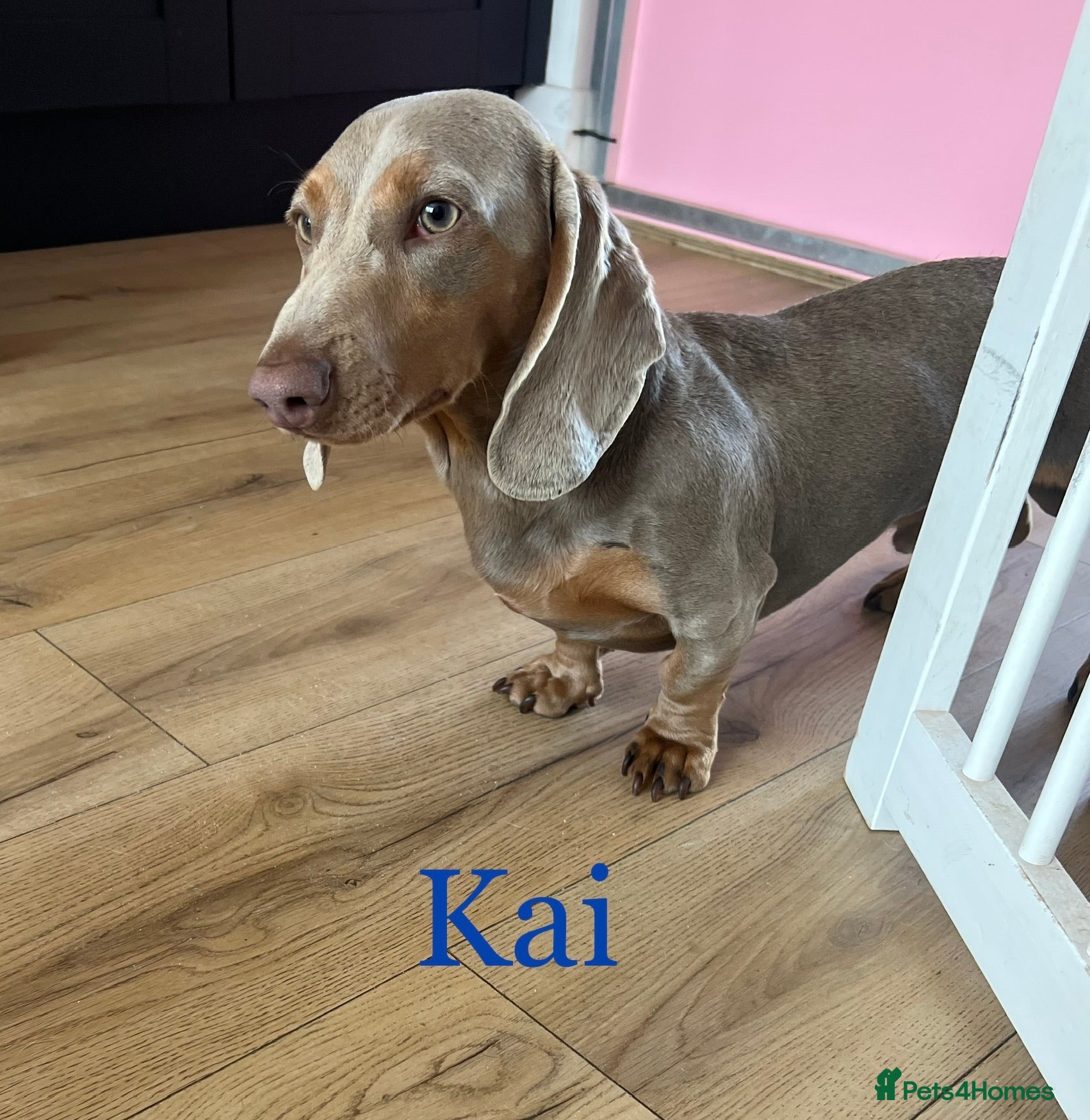 Miniature Dachshund dogs KC reg Isabella & Tan Stud! Free ovulation test in Stockton-on-Tees - Advert 22