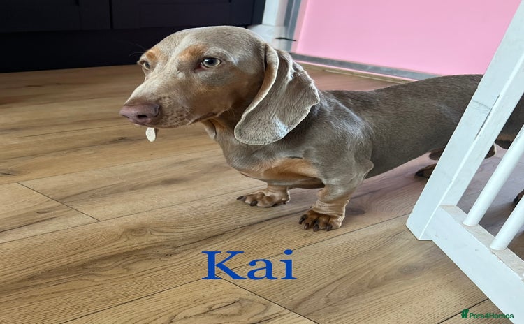 Miniature Dachshund dogs in Stockton-on-Tees - Advert 17