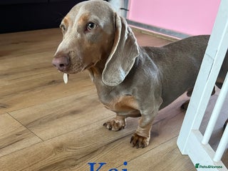 Miniature Dachshund dogs in Stockton-on-Tees - Advert 24