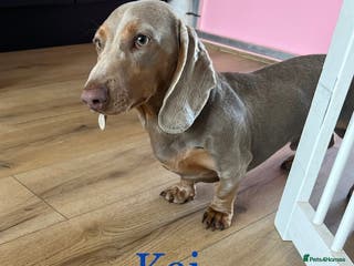 Miniature Dachshund dogs KC reg Isabella & Tan Stud! Free ovulation test in Stockton-on-Tees - Advert 16