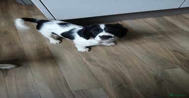 English Springer Spaniel dogs 2 beautiful English springer spaniel puppies  - Advert 9