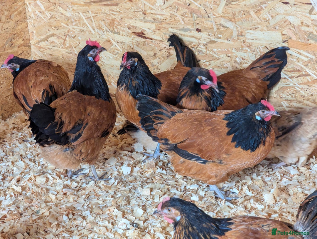 Chickens poultry for sale: Gorgeous Purebred Vorwerk Hens  POL - Image 2