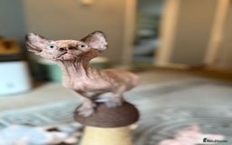 Sphynx cats for sale: Beautiful Sphynx Kittens Available  - Image 8