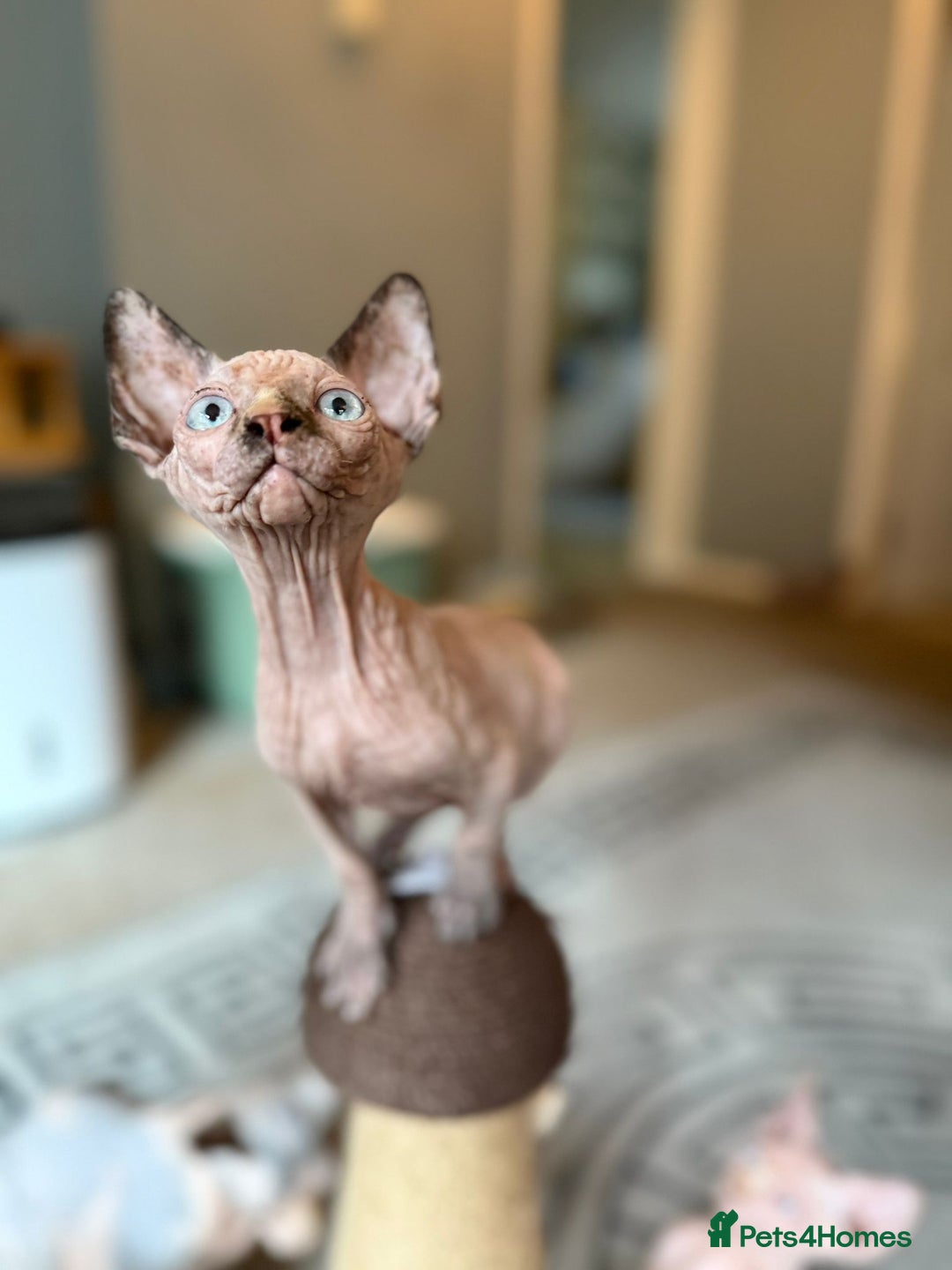 Sphynx cats for sale: Beautiful Sphynx Kittens Available  - Image 8