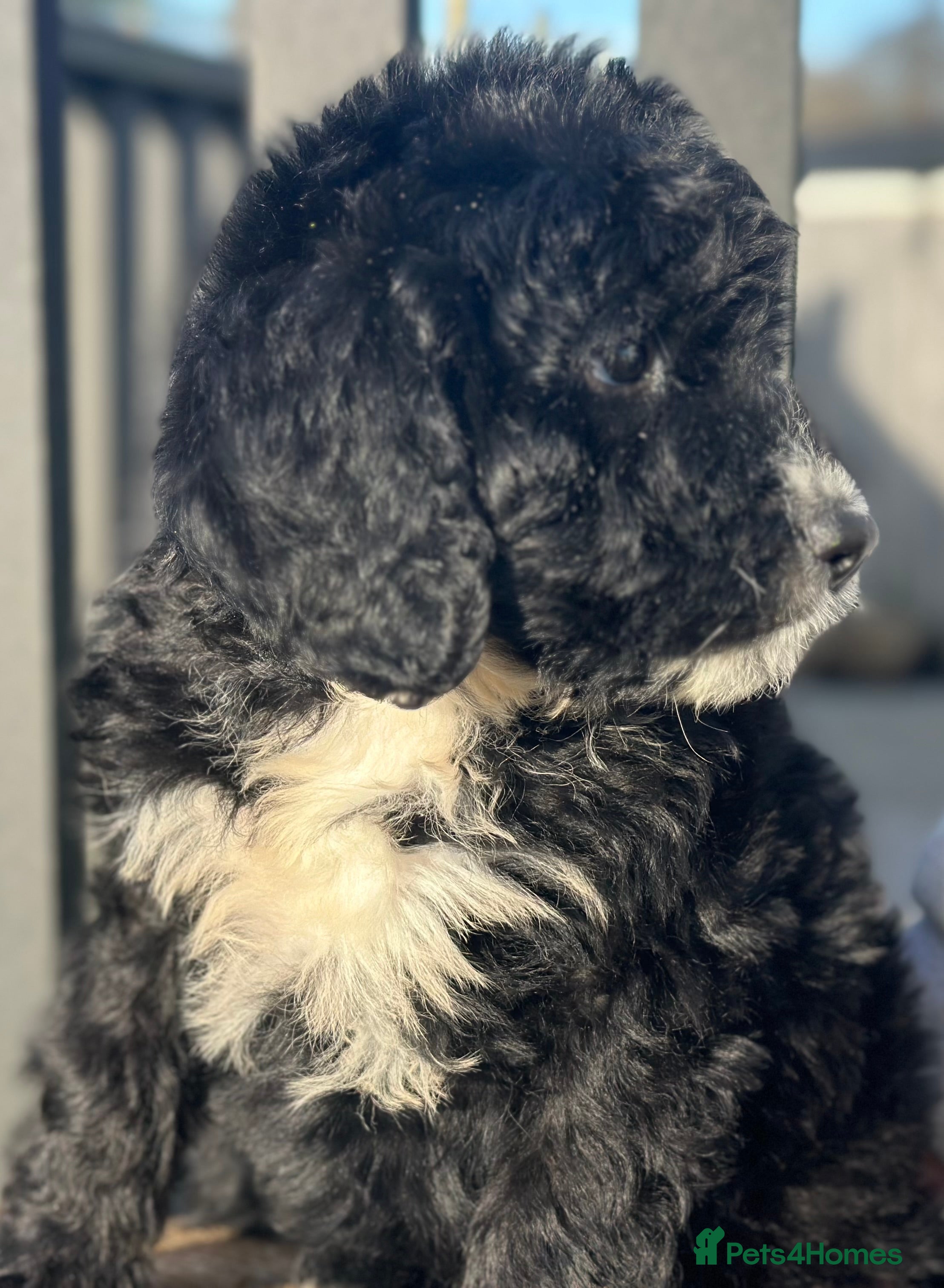 Bernedoodle dogs F1 STANDARD BERNADOODLE LAST 2 BOYS AVAILABLE - Advert 5