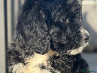 Bernedoodle dogs F1 STANDARD BERNADOODLE LAST 2 BOYS AVAILABLE - Advert 5