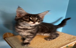 Maine Coon cats for sale: GCCF Registered Maine Coon Kittens *2 left* - Image 14