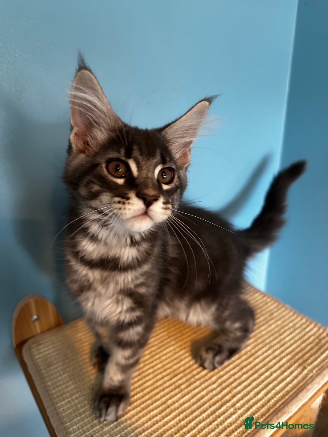 Maine Coon cats for sale: GCCF Registered Maine Coon Kittens *2 left* - Image 14