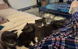 Domestic Shorthair cats for sale: Beautiful kittens  - Image 2