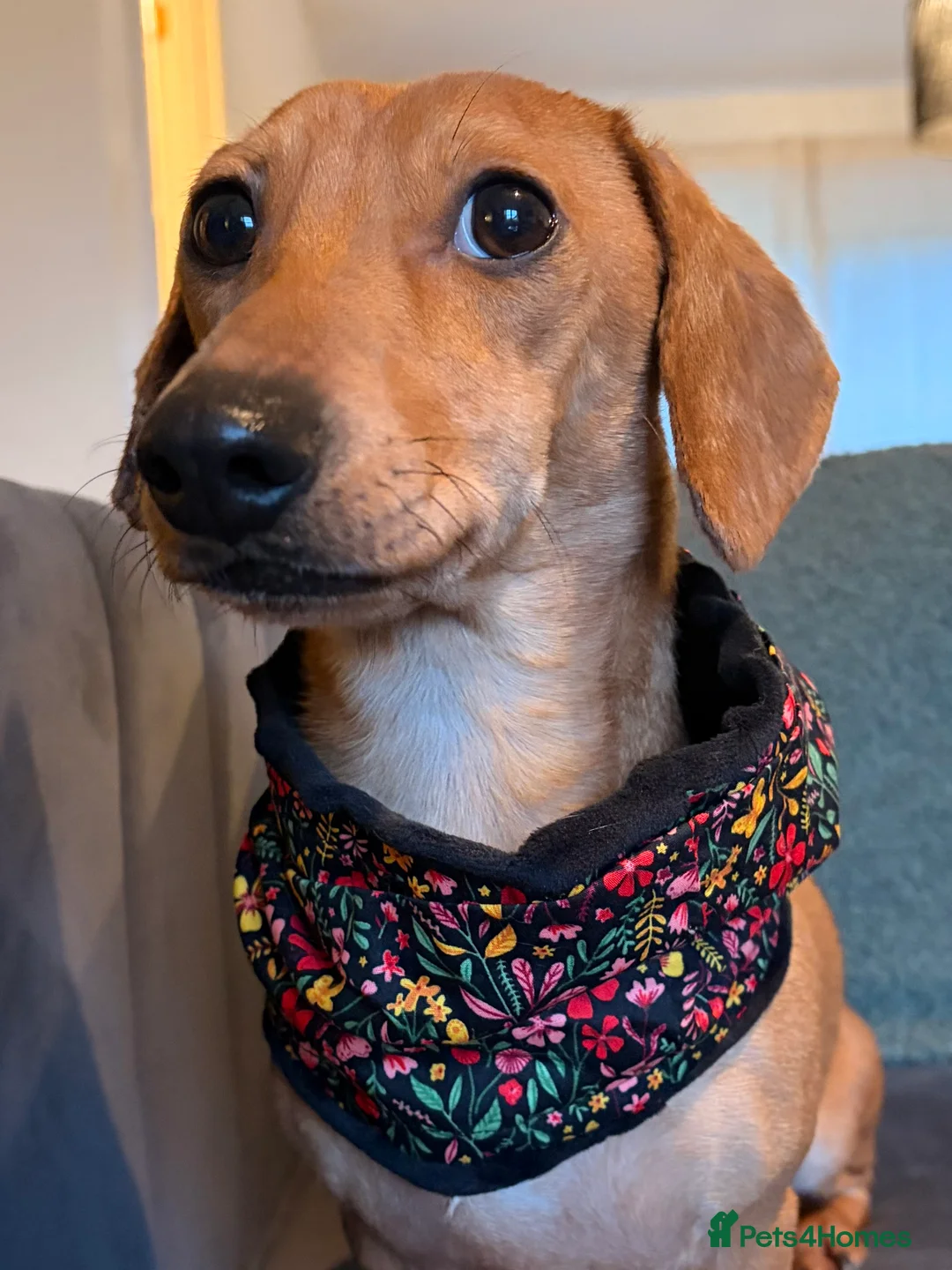 Miniature Dachshund dogs for sale: Pedigree Red Dapple Miniature Dachshund  - Advert 1