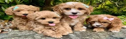 Cavapoo dogs for sale: Health checked Gorgeous Cavapoo puppies - Advert 1