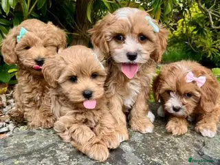 Cavapoo dogs Health checked Gorgeous Cavapoo puppies - Advert 13