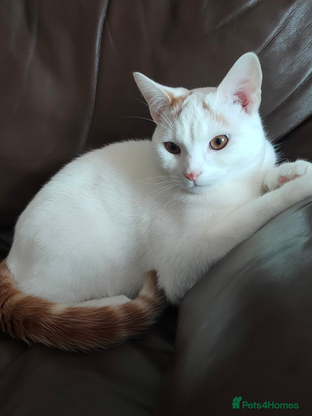 Turkish Van cats for sale: Turkish van male kitten  - Advert 10
