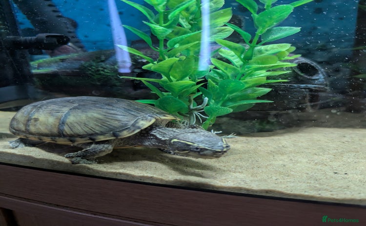 Turtle reptiles - Advert 1
