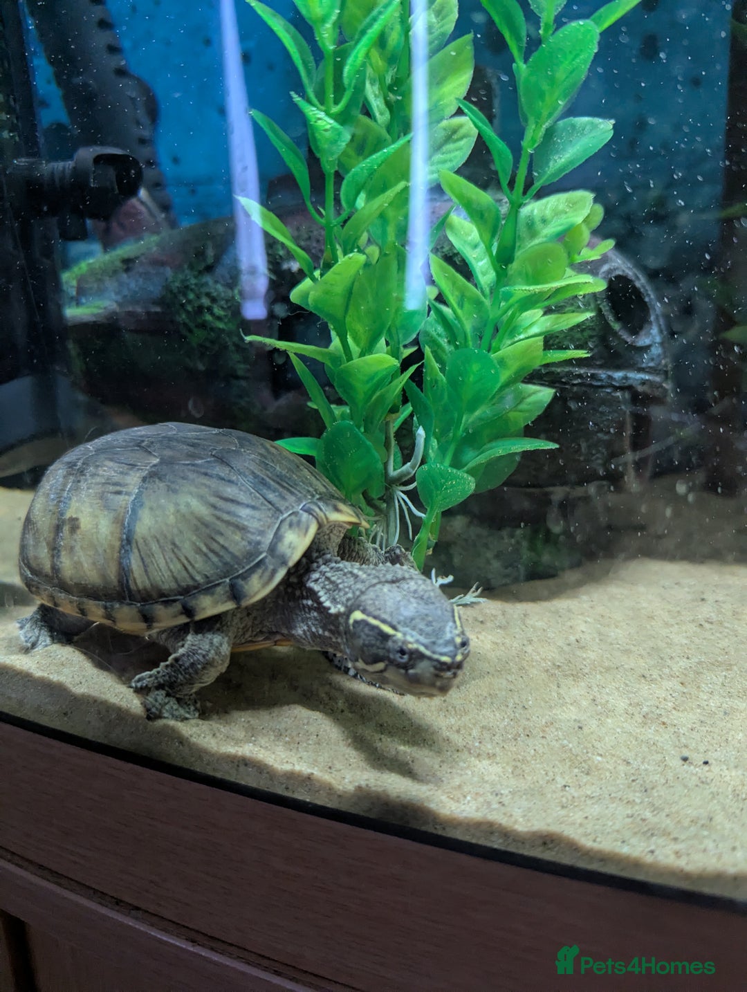 Turtle reptiles for sale: Musk turtle - Image 1