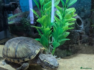 Turtle reptiles - Advert 3