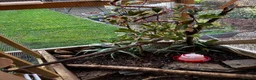 Quail poultry for sale: X5 Bob Whites Quails - Advert 6