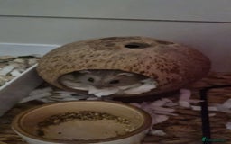 Hamster rodents for sale: Dwarf hamster  - Image 4