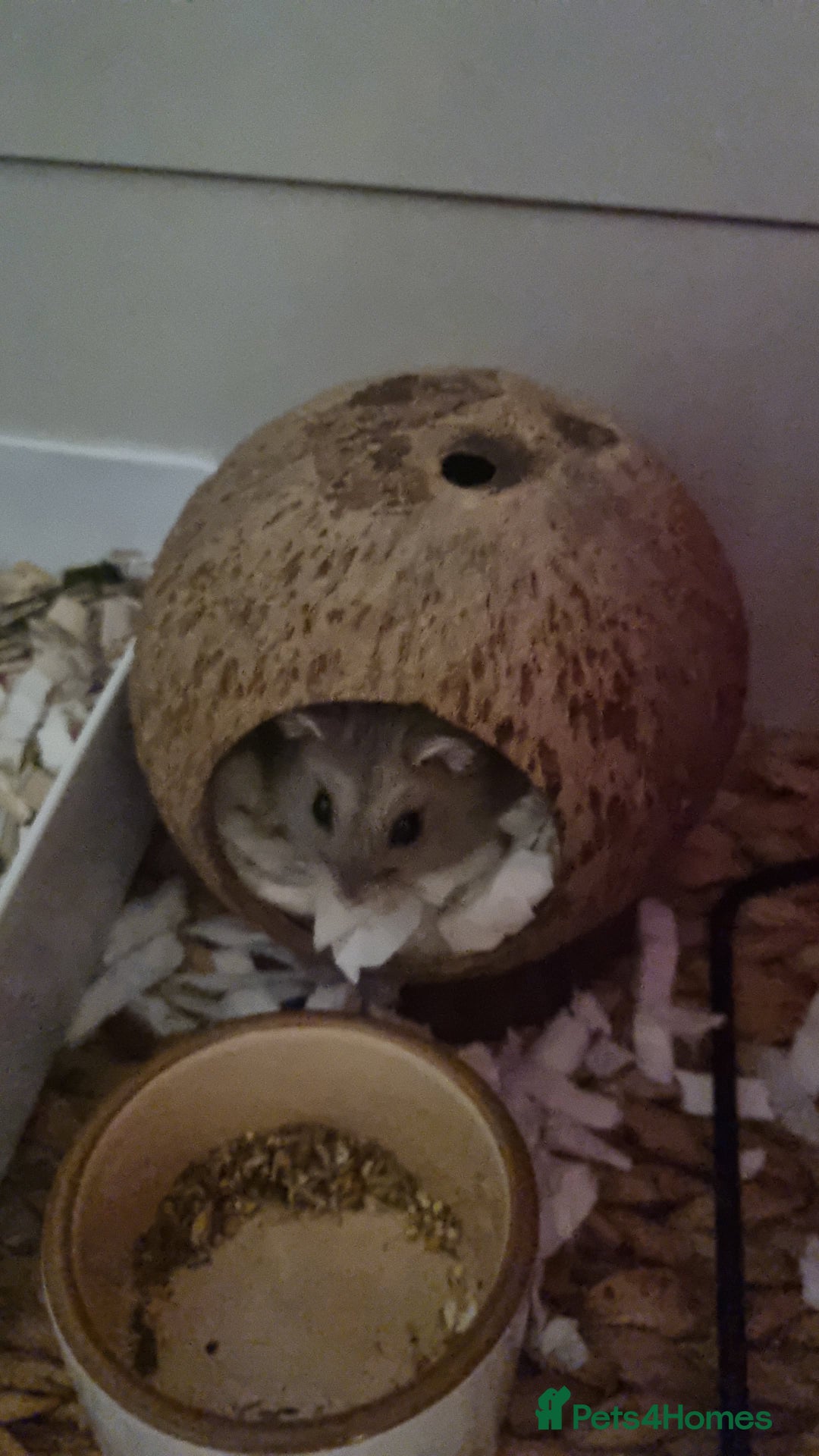 Hamster rodents for sale: Dwarf hamster  - Image 4