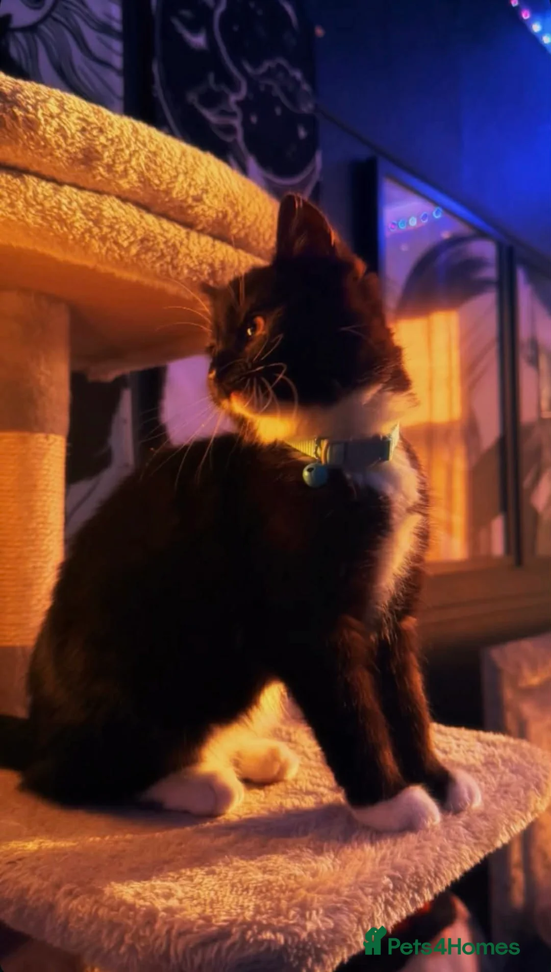 British Shorthair cats for sale: British Shorthair Kittens - Advert 2