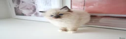 Ragdoll cats for sale: INDOOR GCCF REGISTERED RAGDOLL FEMALE KITTEN - Advert 3