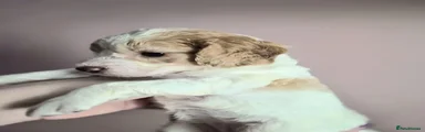 Cockapoo 6