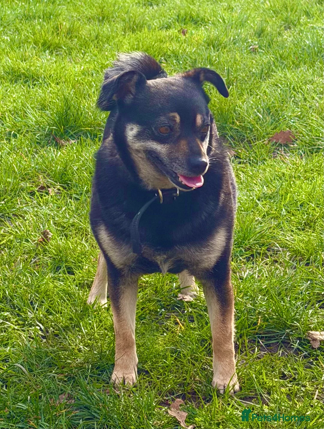 Miniature Pinscher dogs for adoption: JULIA – Female  in West Malling - Advert 2