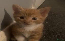 British Shorthair cats for sale: 2 male kittens remaining  - Image 9