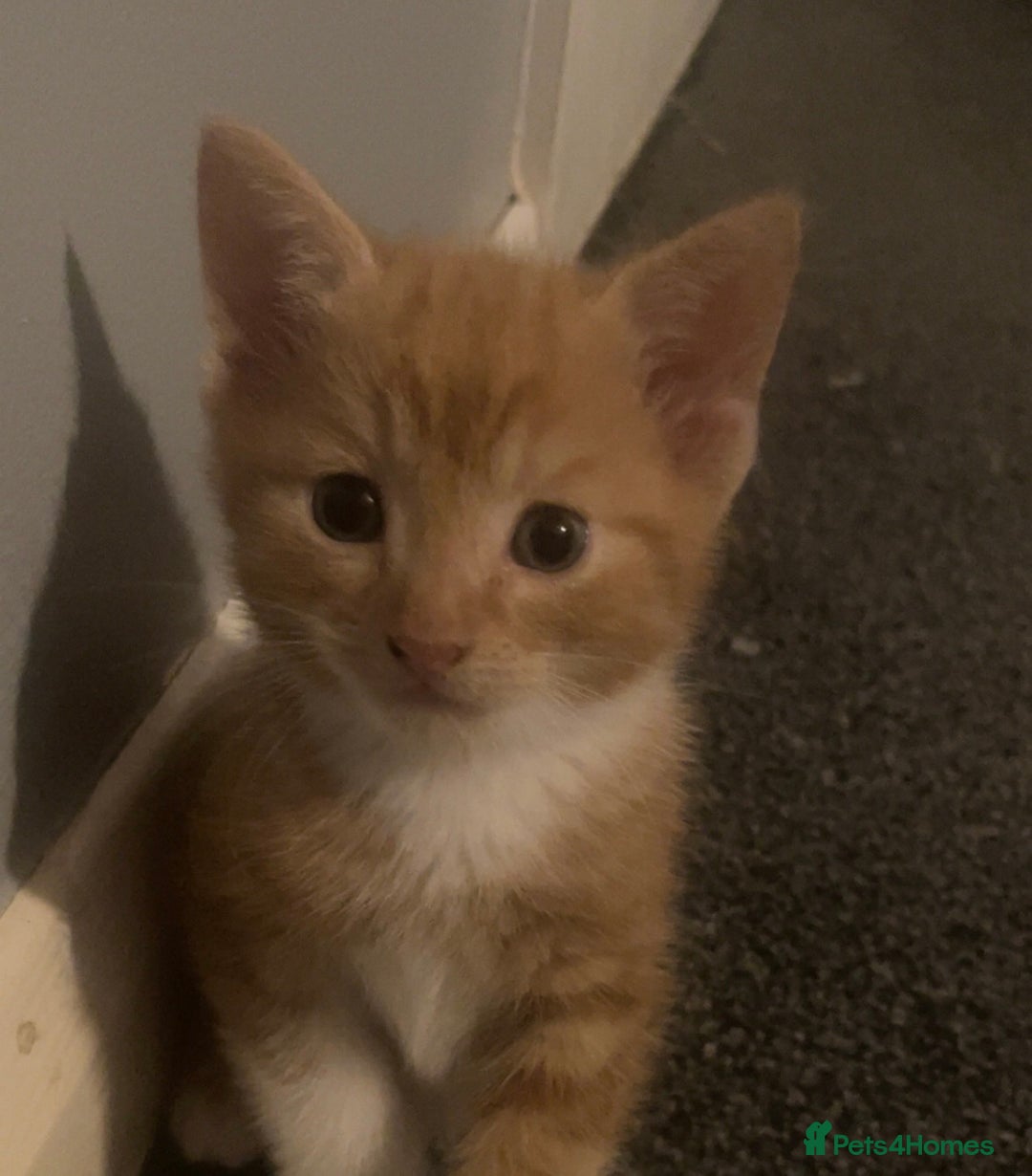 British Shorthair cats for sale: 2 male kittens remaining  - Image 9
