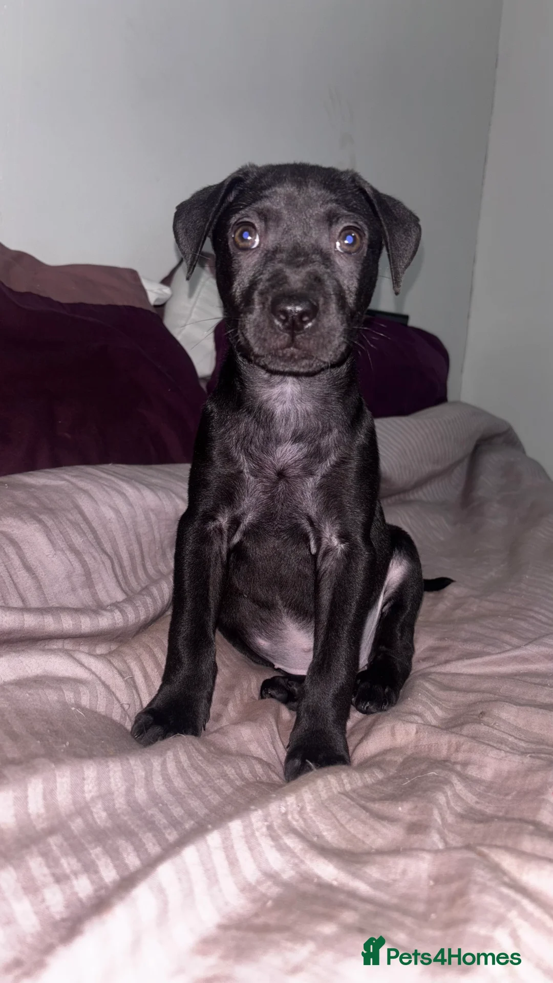 Mixed Breed dogs for sale: Sharpei/ cane corso staff puppy - Advert 3